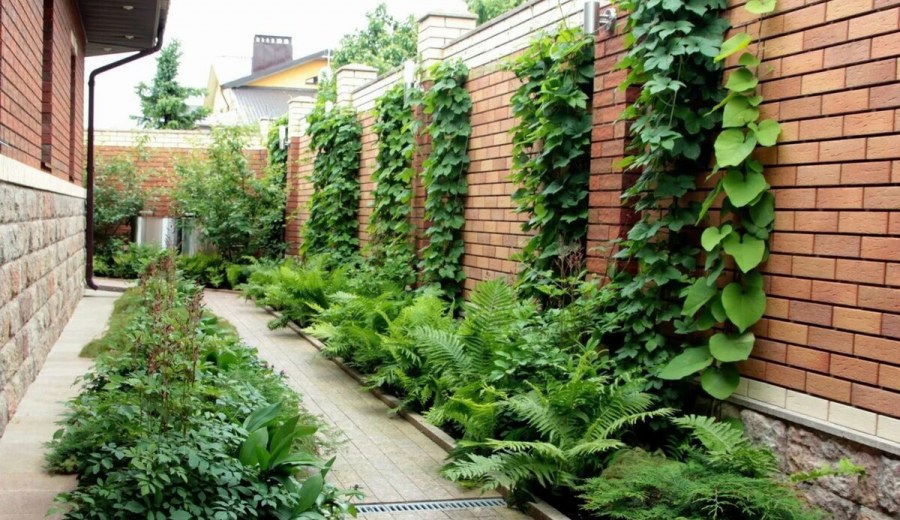 Теневой миксбордер