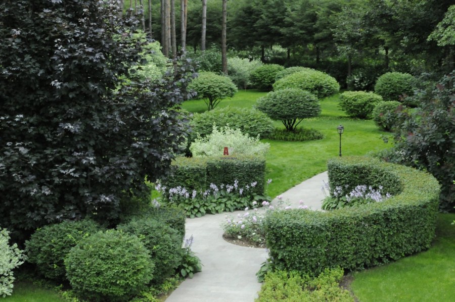 Иль натюр Гривко спирея японская сосны