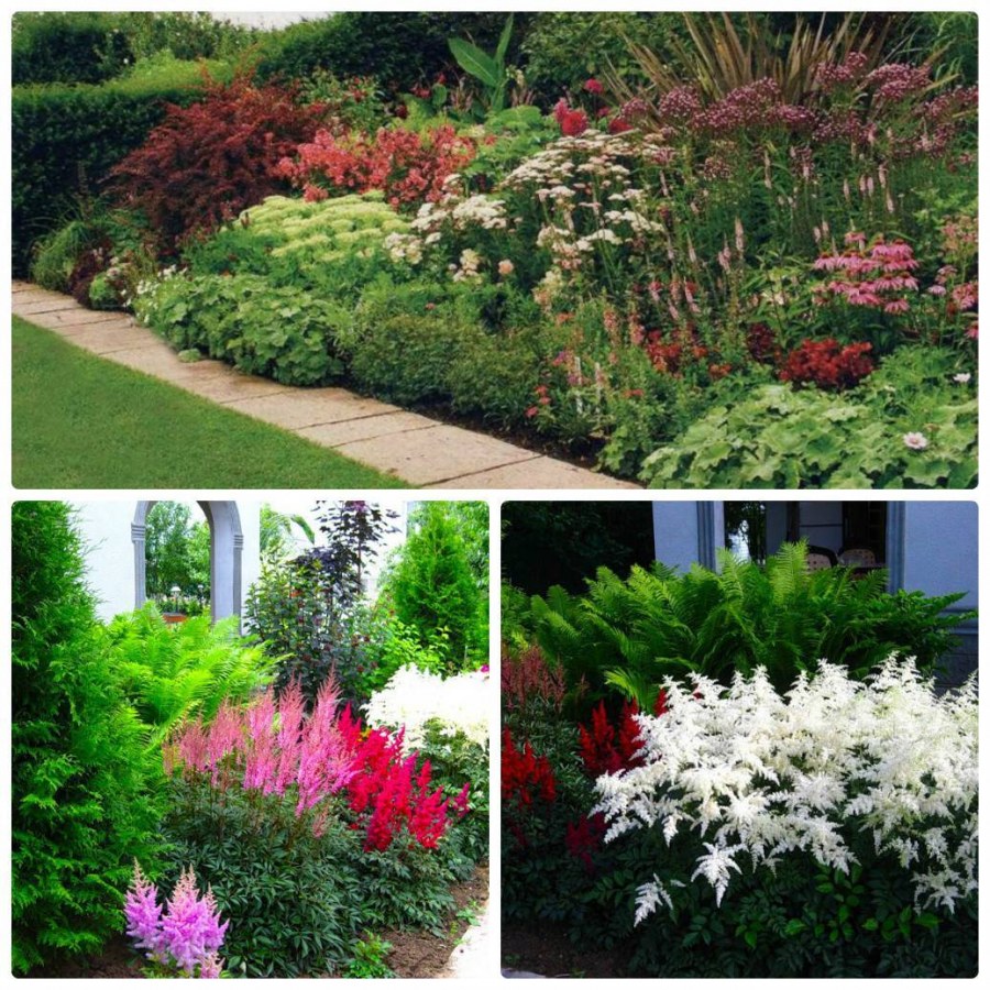 Миксбордер из роз и многолетников