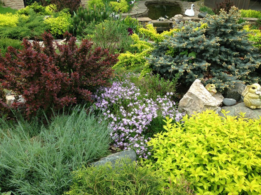 Мальва в миксбордере