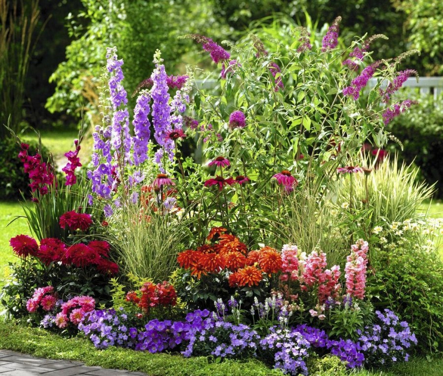 Дельфиниум в миксбордере