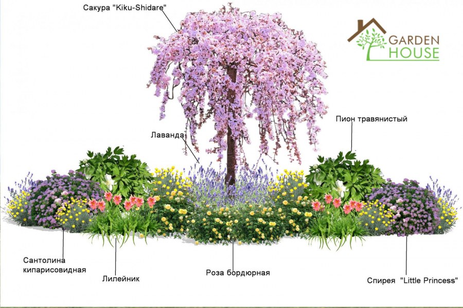 Барбарис шалфей спирея