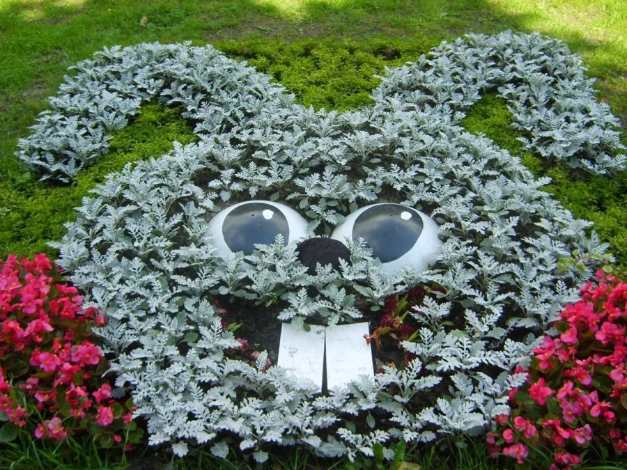 Цинерария в ландшафте