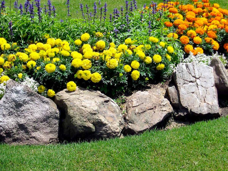 Каменистые сады Альпийская горка