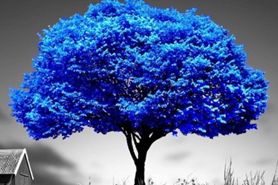 Блю три Blue Tree.