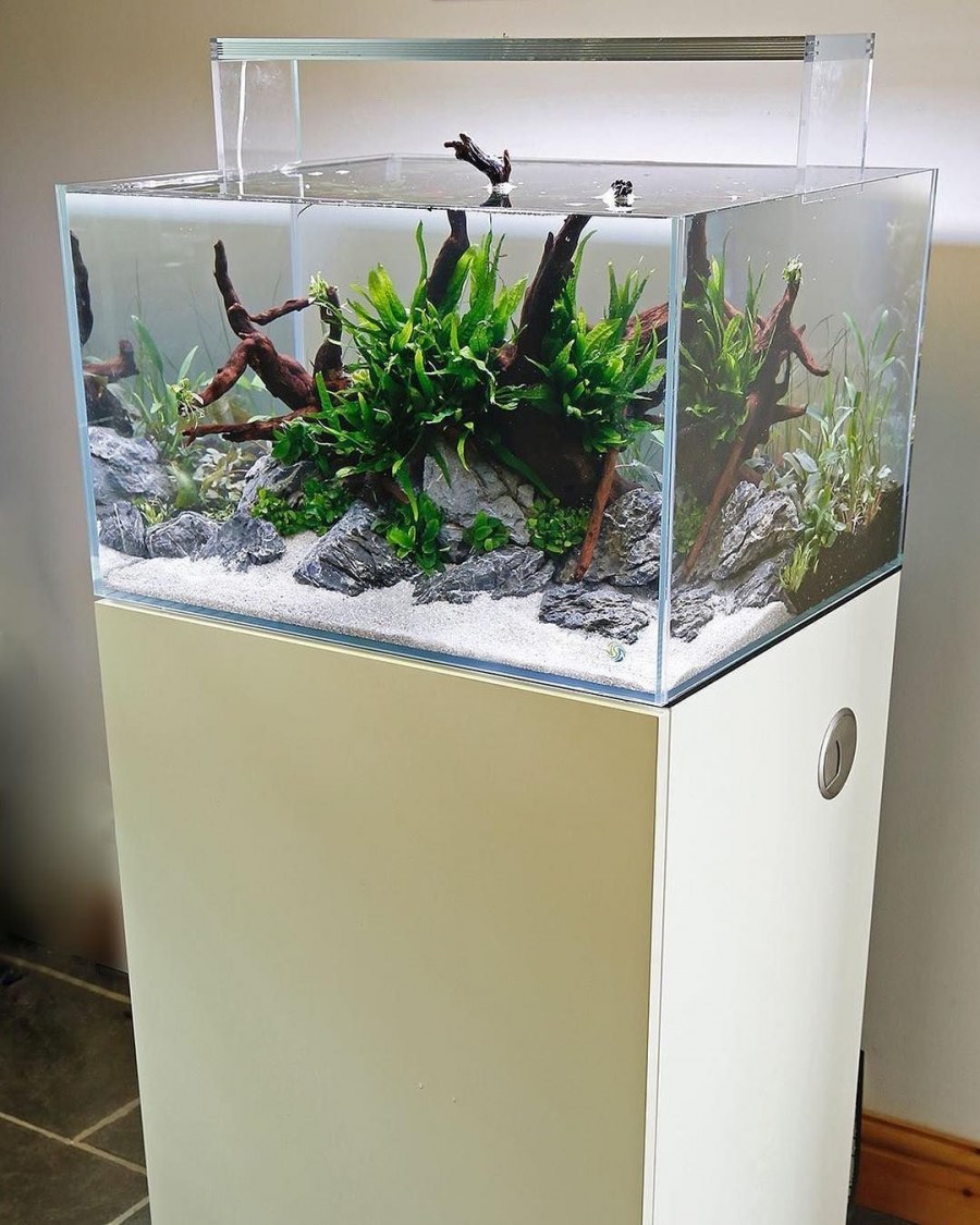 Флорариум с миртом