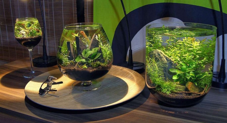 Селагинелла Мартенса. Флорариум
