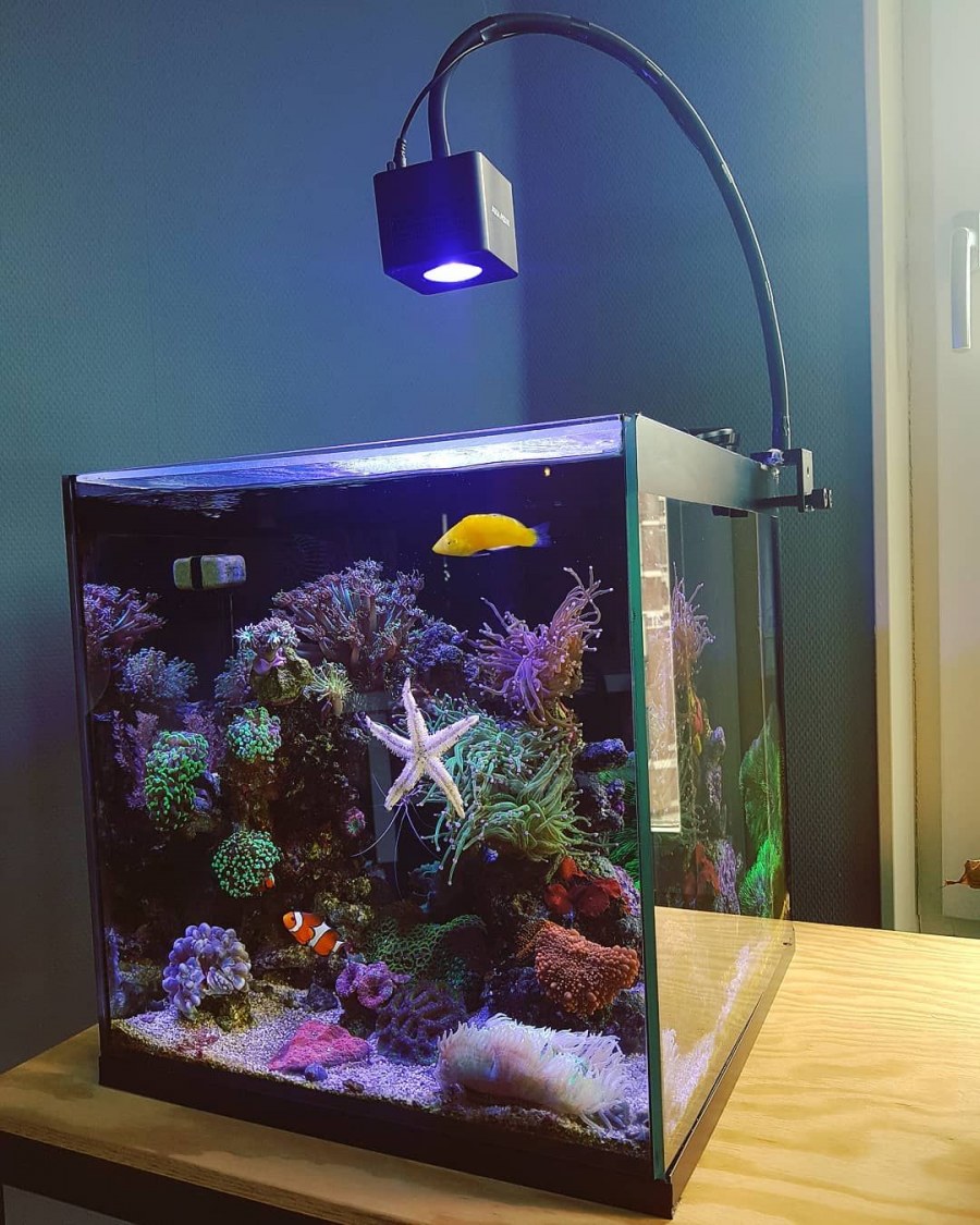 Аквариум со светящимися рыбками