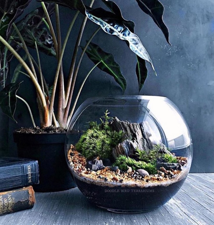 Палюдариум акваскейп