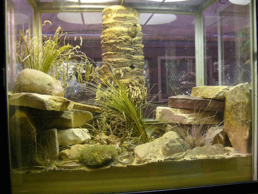 Растение в аквариум лягушатник