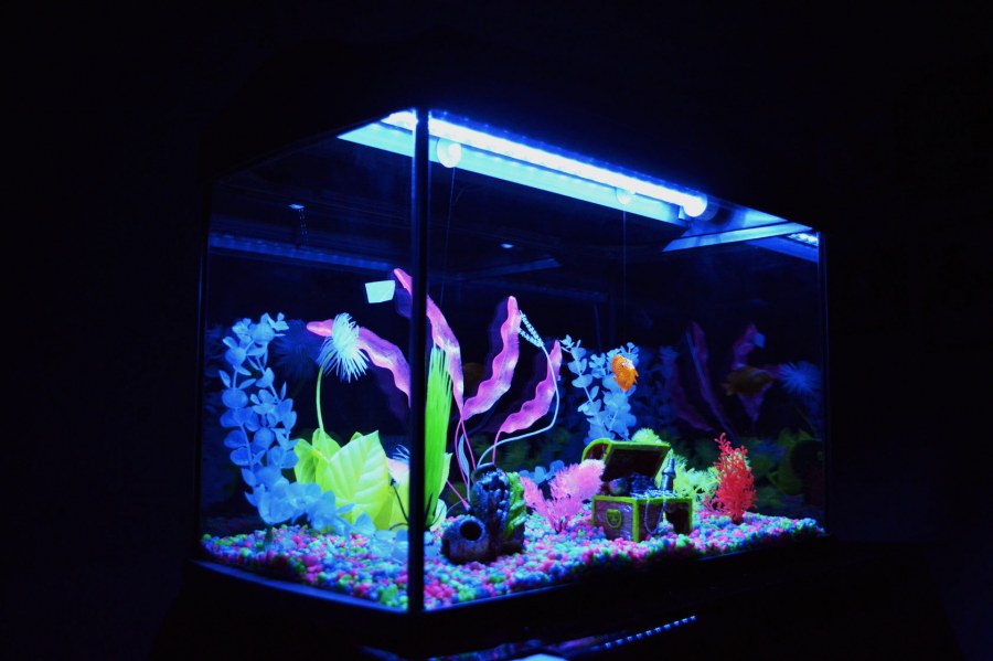 Флорариум вивариум палюдариум