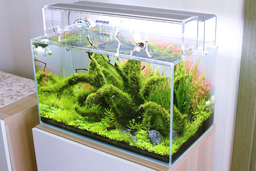 BIORB Life 60l with natural Plants