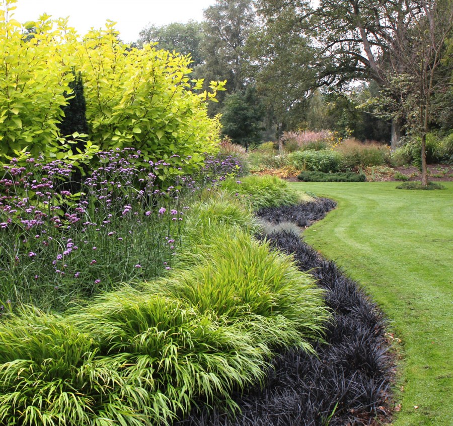 Хаконехлоя дерен