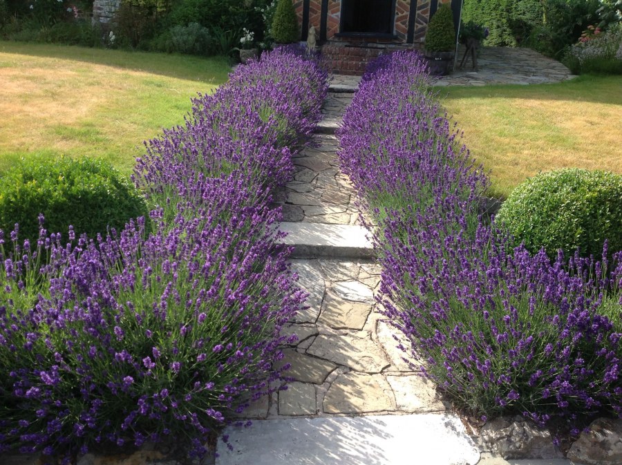 Лаванда котовник шалфей