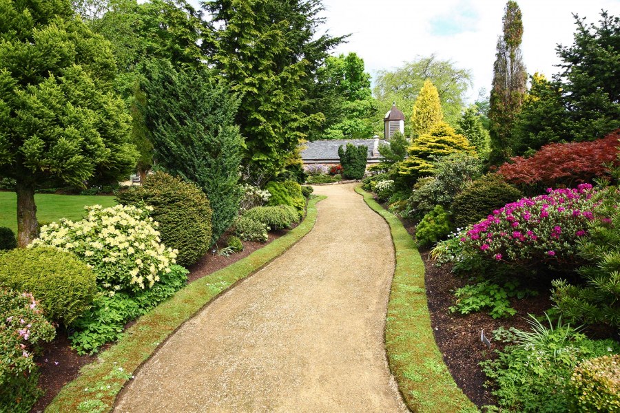 Хвойные миеюксбордер дволь дородки