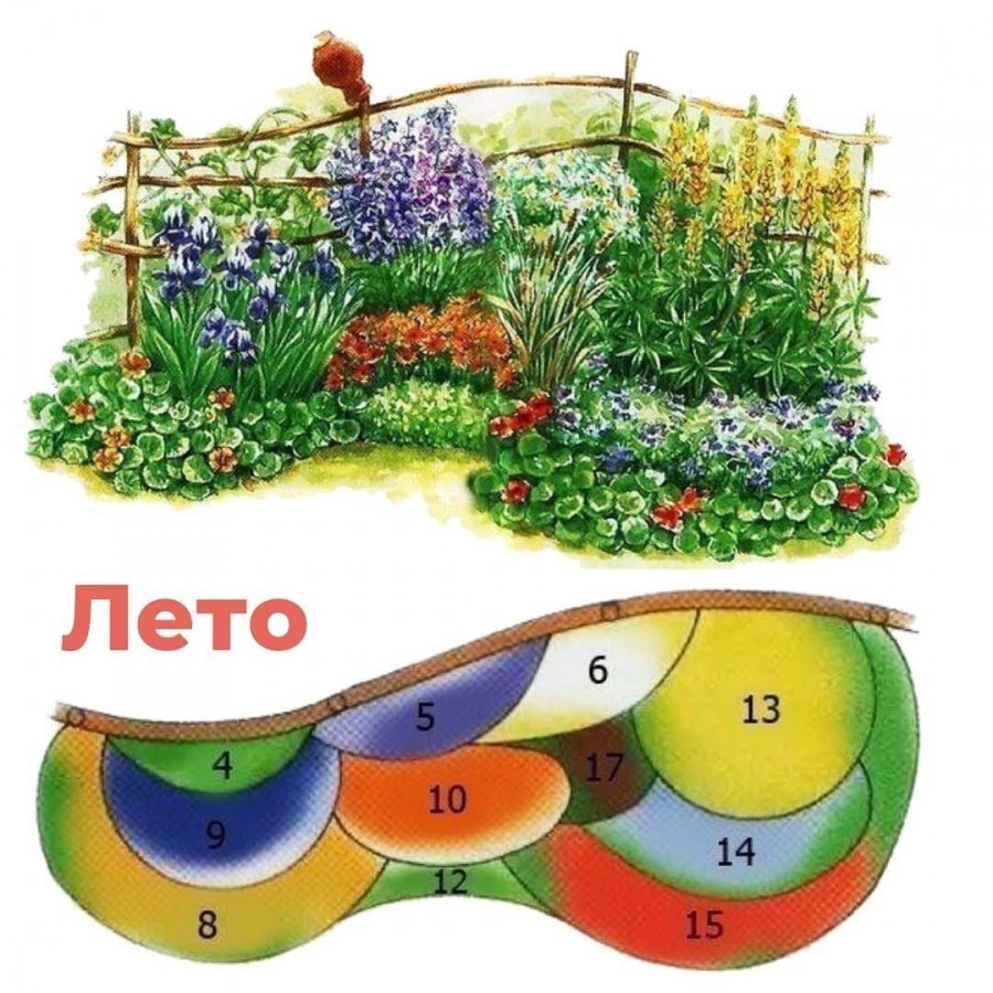 Схема миксбордера непрерывного цветения
