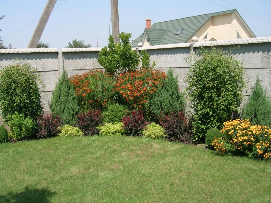 Туя Смарагд и пионы