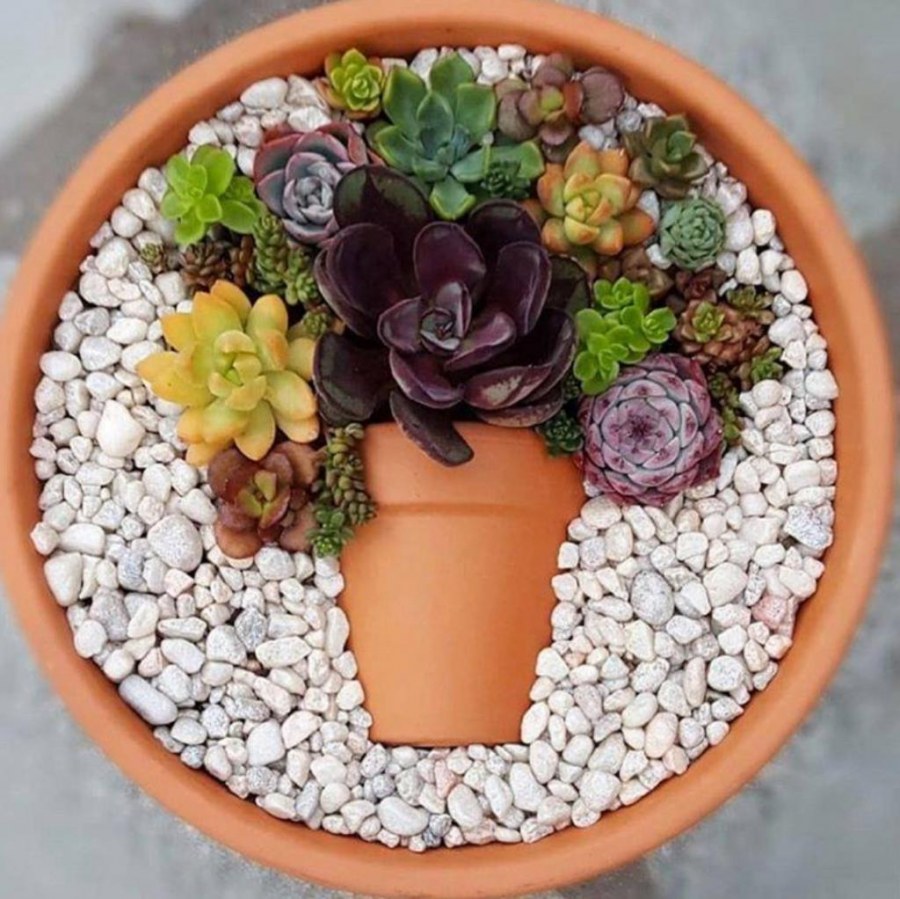 Композиция с суккулентами