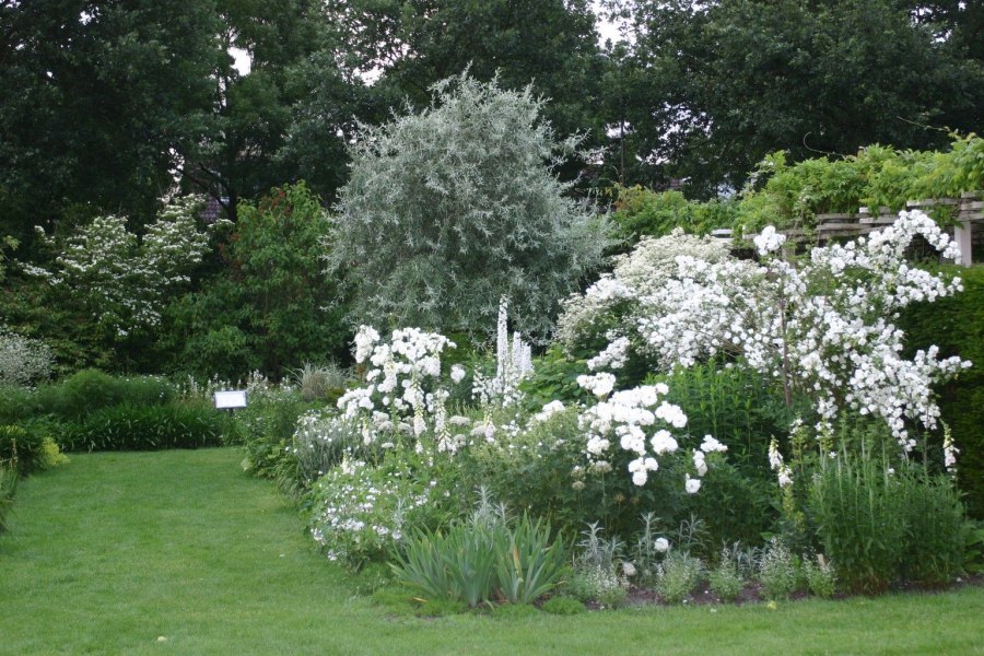 Белый дерен, чубушник, гортензия клумба