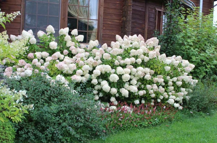 Гортензия спирея чубушник