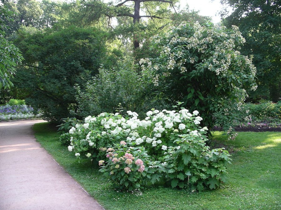 Гортензия кустарник чубушник