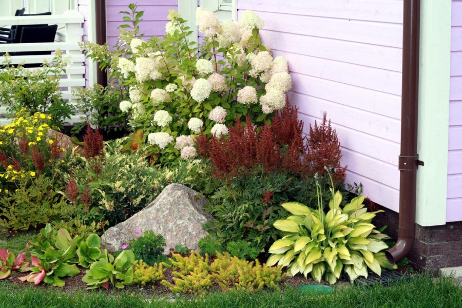 Гортензия метельчатая миксборд