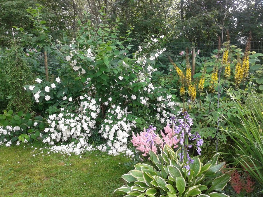 Чубушник и спирея