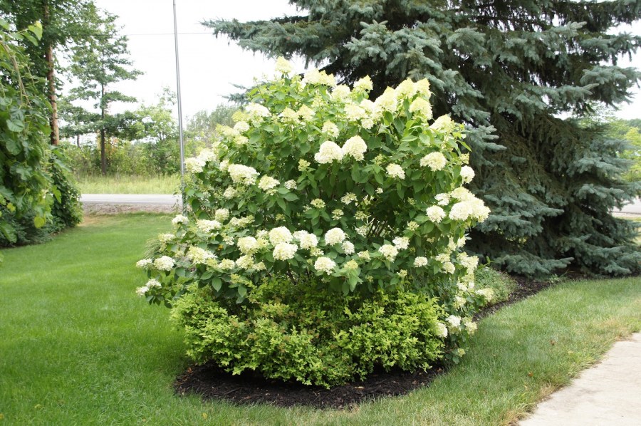 Спирея древовидная Лаймлайт