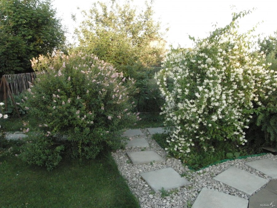 Спирея и Жасмин