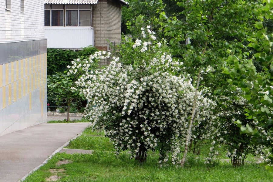 Чубушник дворик