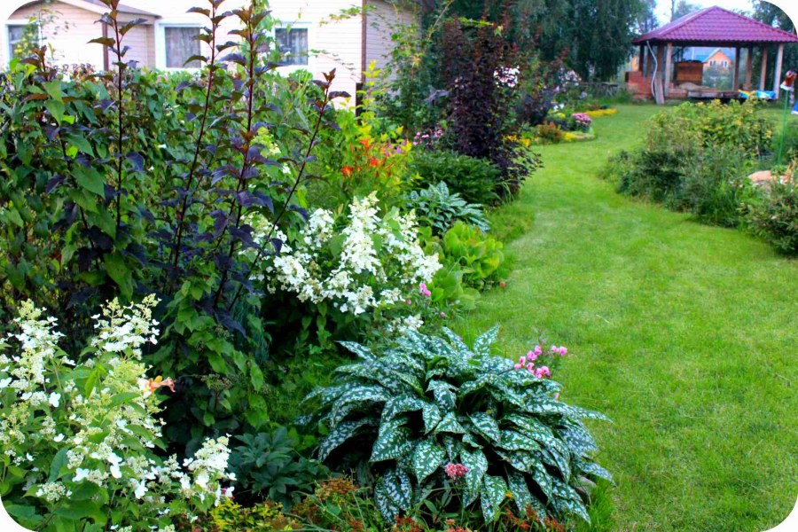 Хоста астильба пузыреплодник