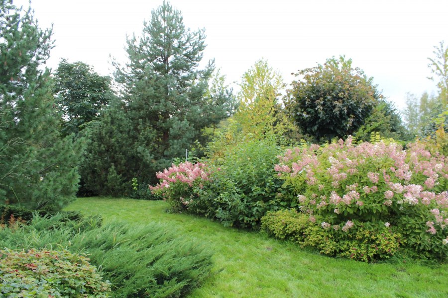 Клен Гиннала с гортензией миксбордер