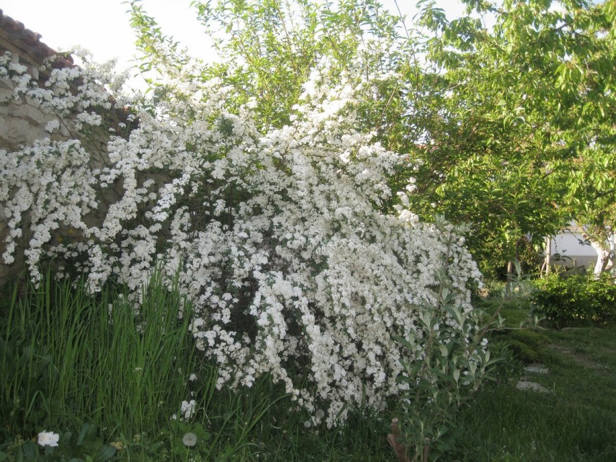 Спирея Вангутта чубушник