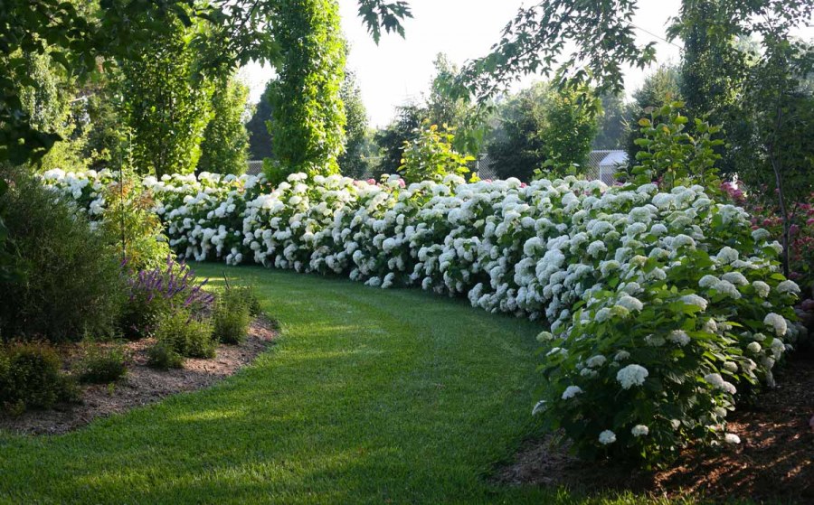 Спирея и гортензия