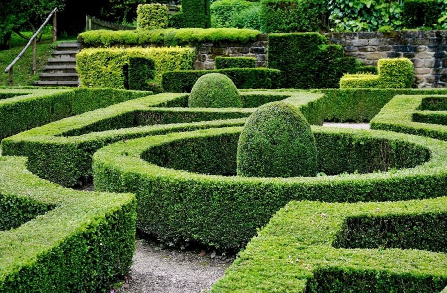 Самшит Живая изгородь