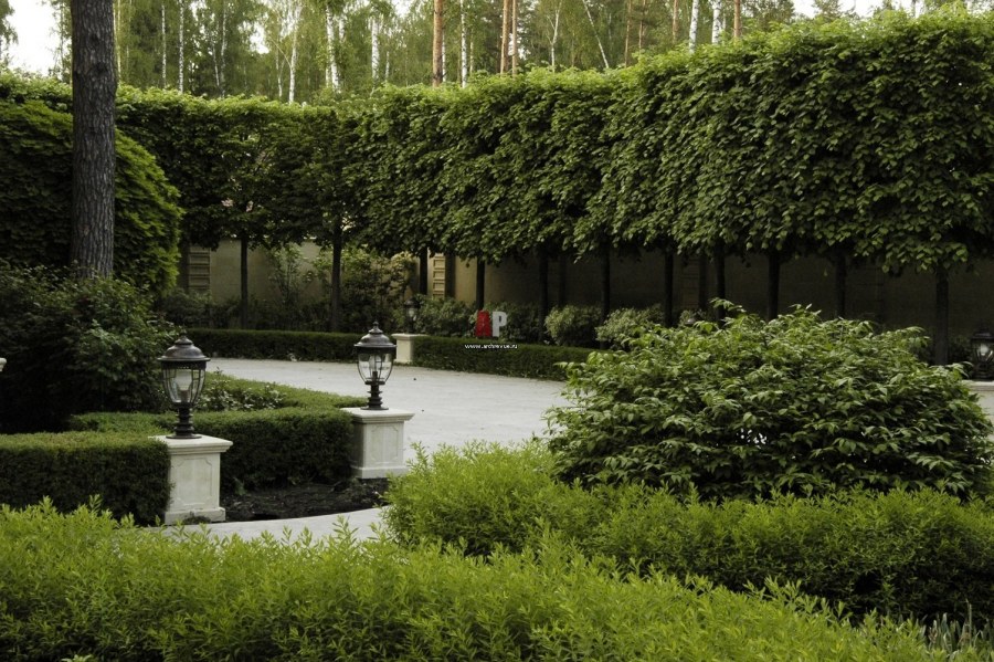 Боскеты из кизильника