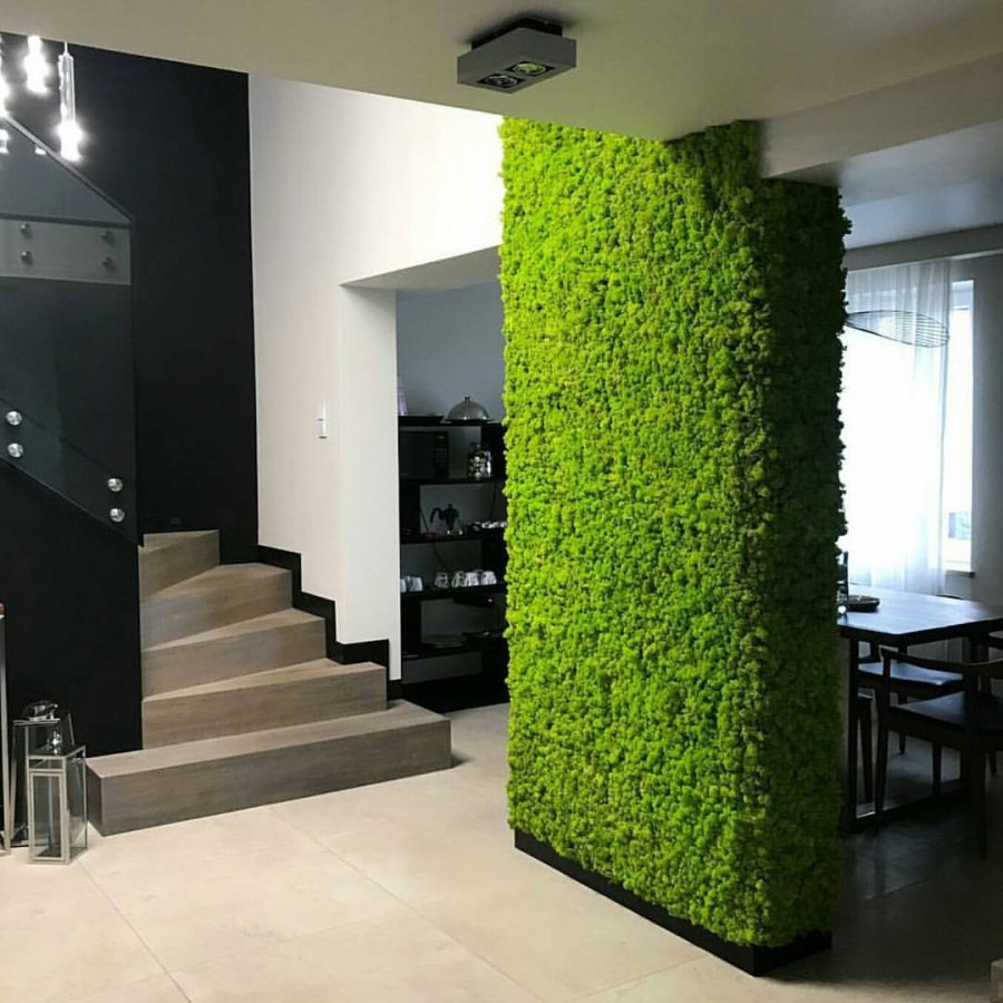 Фитостена мох стабилизированный