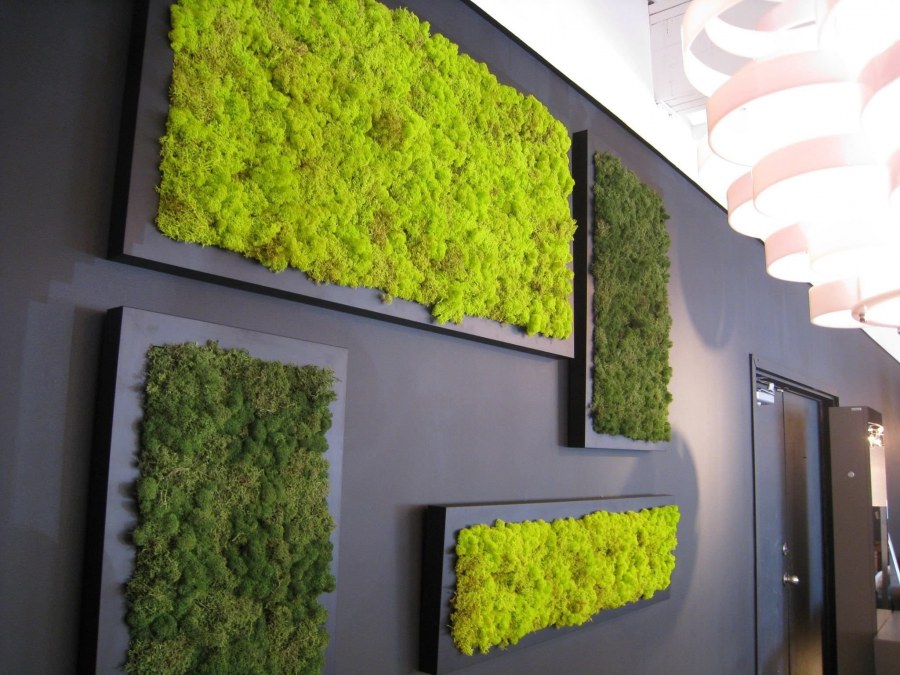 Стена из стабилизированного мха ягель