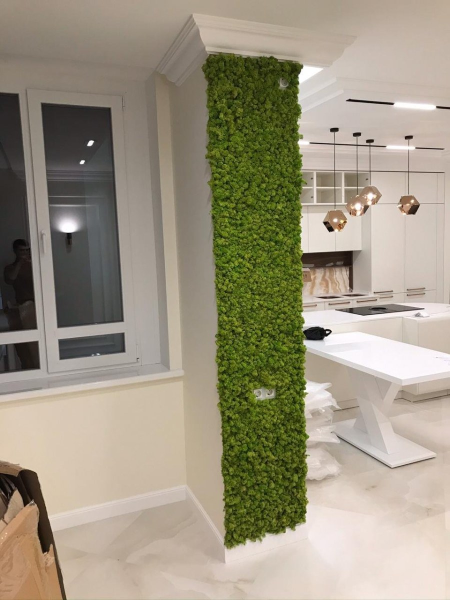 Фитостена ягель