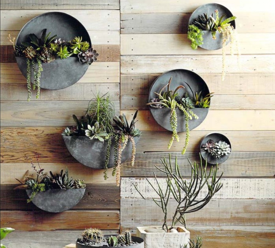 Суккуленты лофт