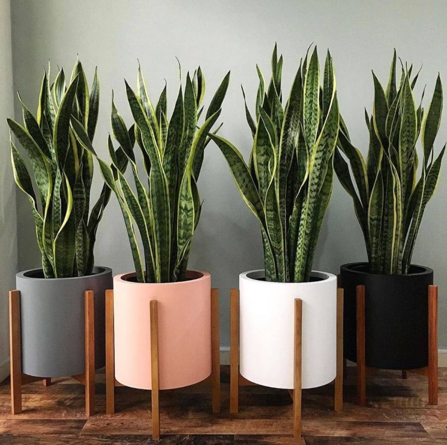 Сансевиерия трехполосая