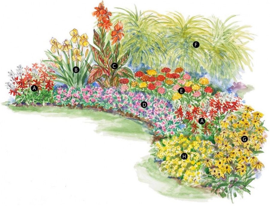 План схема цветника рабатки