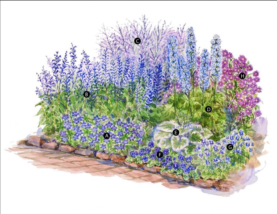 Миксбордер в синих тонах