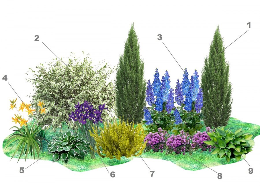 Миксбордер непрерывного цветения многолетников