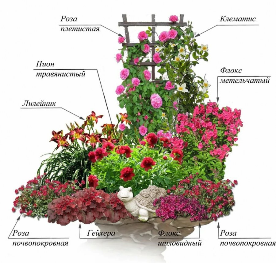 Цветник с плетистой розой