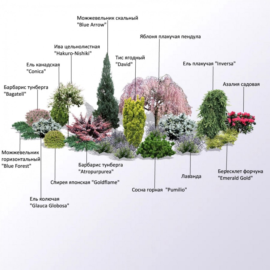 Теневой миксбордер