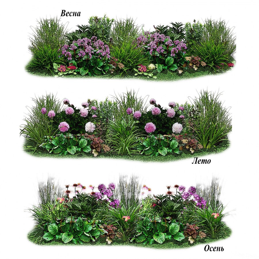 Тенелюбивая клумба непрерывного цветения