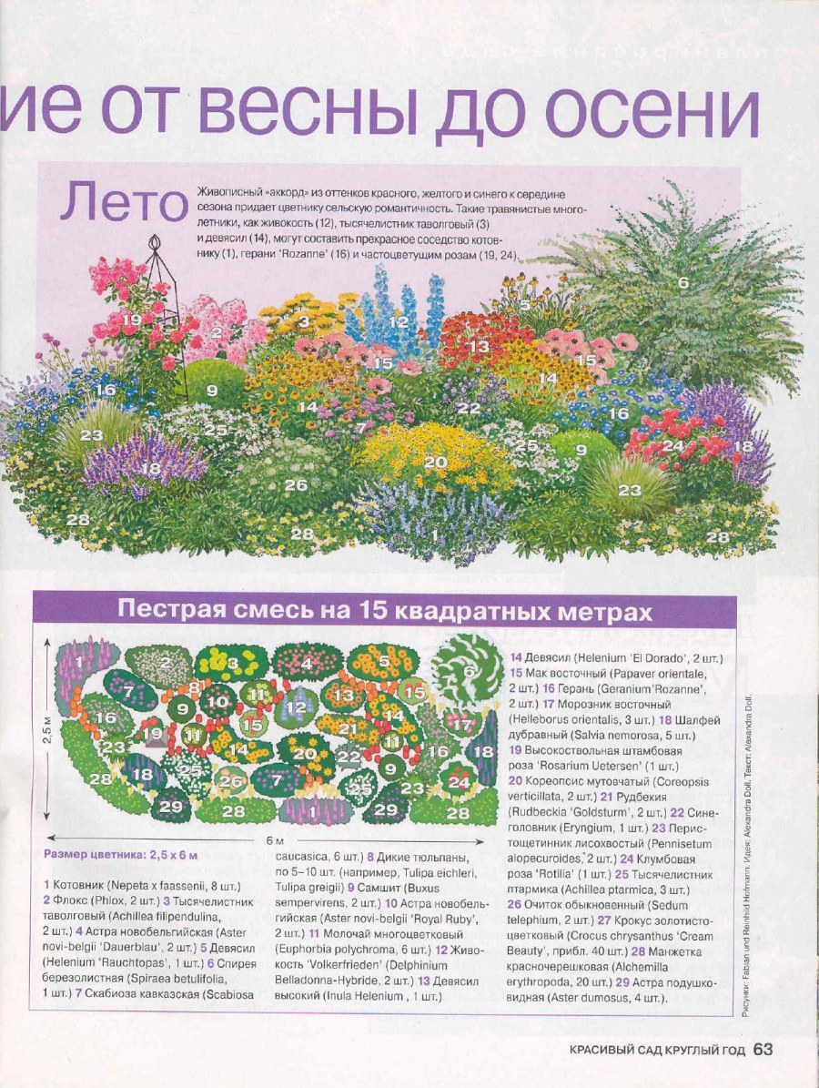 Клумба с пионами схема непрерывного цветения