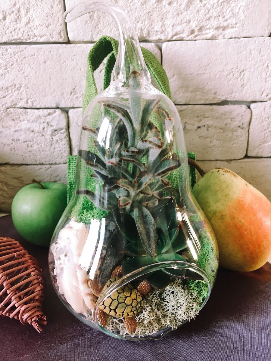 Хлорофитум флорариум