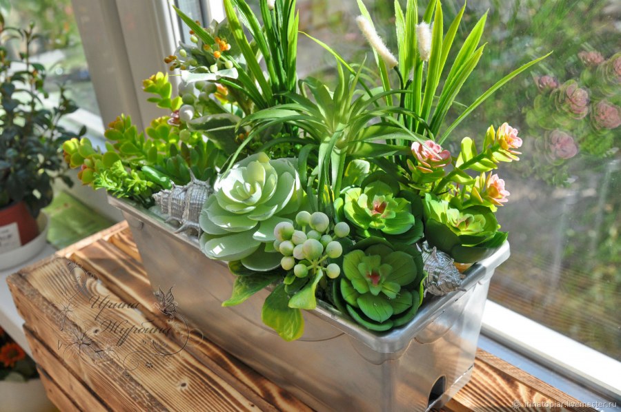 Magical succulent Garden: суккулентыхавортии СПБ